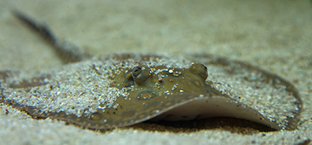 넙치,flatfish