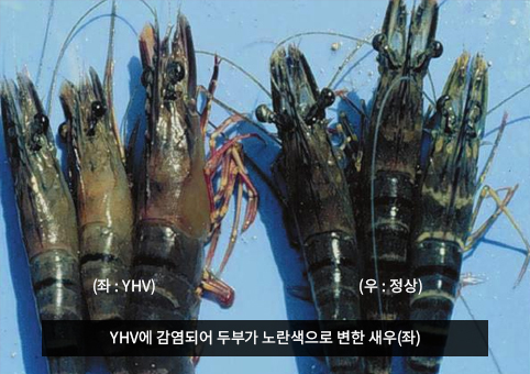 새우,YHV,바이러스